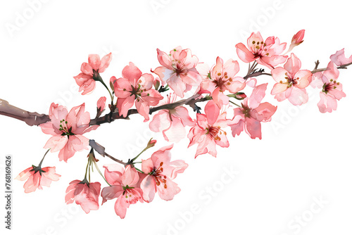 Delicate Pink Sakura Branch- Isolated on Transparent White Background PNG Symbol of Spring and Purity
