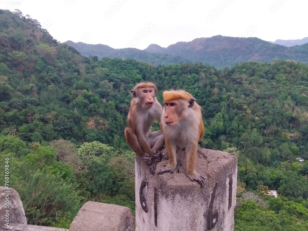 Joyful monkey couple in kandy road sri lanka. The view of the cement wall in this picture is 