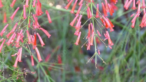Russelia equisetiformis, commonly known as fountainbush, firecracker plant, coral plant, coral fountain, coralblow and fountain plant, is a weeping subshrub in the Plantaginaceae family. photo