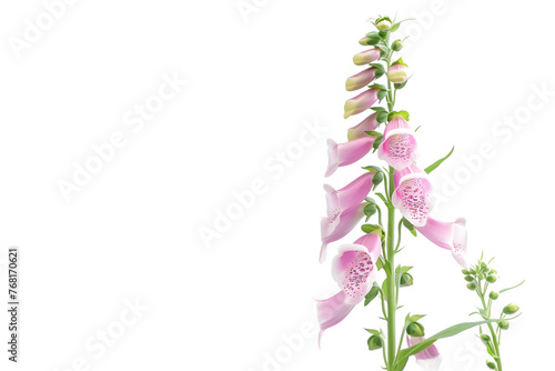 Delicate Pink Foxglove Flower Stem - Isolated on Transparent White Background PNG
