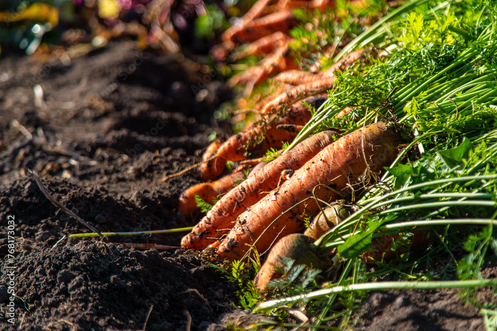 Carrot harvest in the garden. Selective focus. Carrot harvest in the garden. Selective focus.