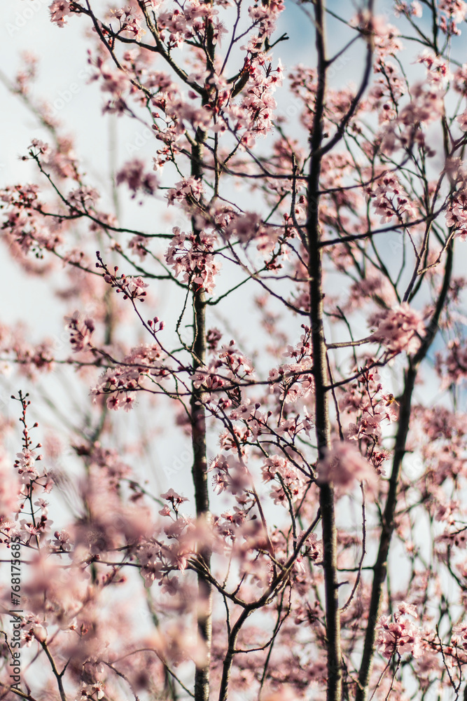 cherry blossom in the spring cherry blossom in the spring
