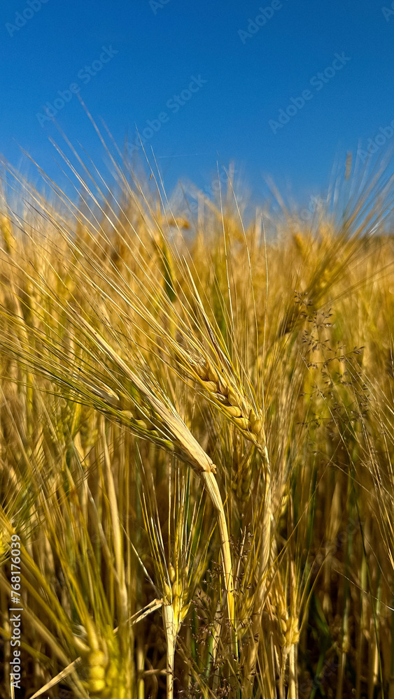 Wheat field in Germany