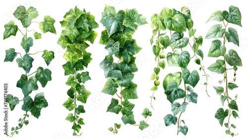 Set of green leaves from Javanese treebine or grape ivy (Cissus spp.), a jungle vine and hanging ivy plant bush foliage, isolated on a white background with a clipping path