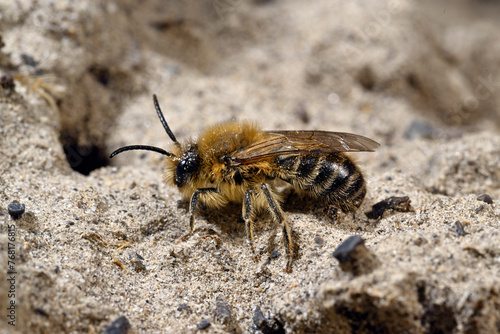 Spring mining bee, Vernal colletes // Frühlings-Seidenbiene (Colletes cunicularius)