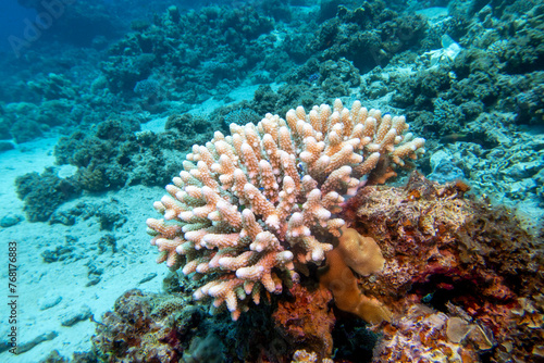 Colorful coral reef with Acropora coral (Scleractinia) at sandy bottom of tropical sea, underwater lanscape
