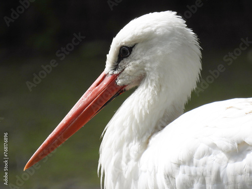 Stork (Ooievaar) photo