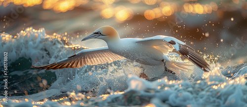 Gannet bird in flight over ocean waves at sunset, with water droplets and golden light. © Gayan
