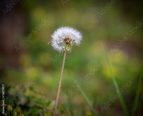 dandelion on green background