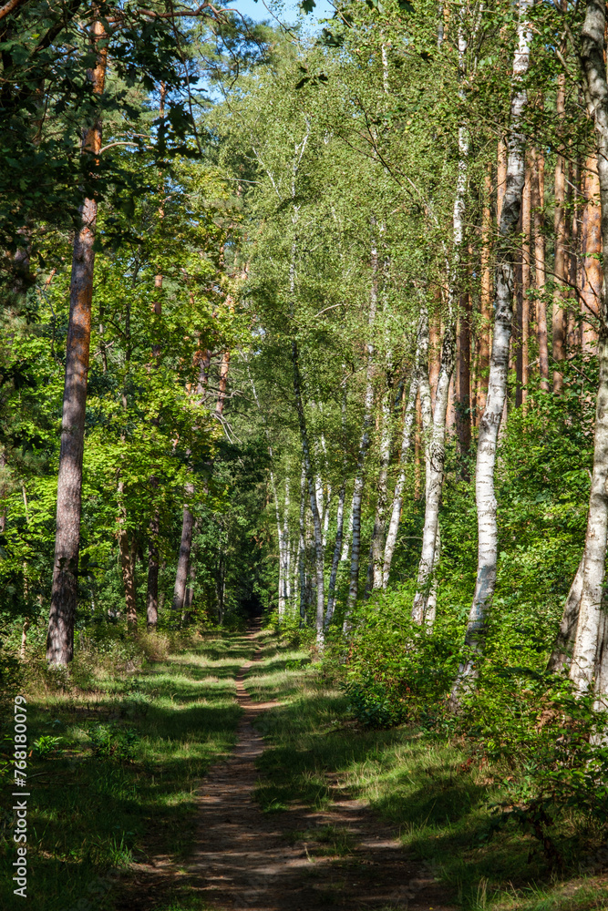 Obraz premium Birch grove on sunny autumn day, beautiful landscape through foliage and tree trunks