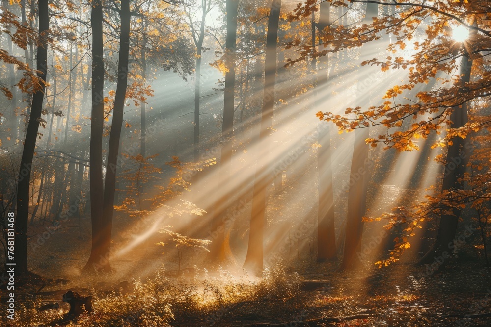 Naklejka premium Sunlit Forest With Dense Trees