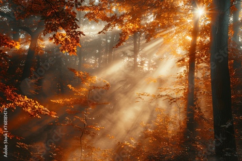 Sunlit Forest With Abundant Trees