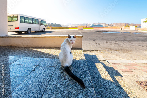A stray cat sits on steps along the waterfront Corniche with the mountains, city and harbor bay of Muscat Oman in view behind. photo