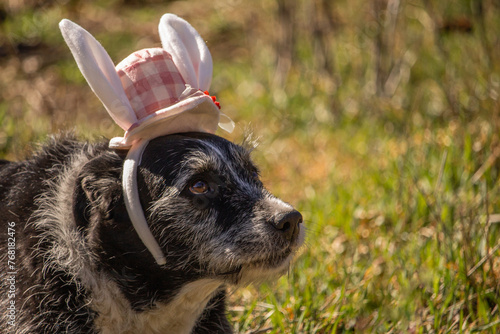 Happy Easter Concept Senior Mixed Breed Black Dog Wearing Bunny Rabbit Ears Checkered Headband Hat Looking Up Facing Right with Space for Text