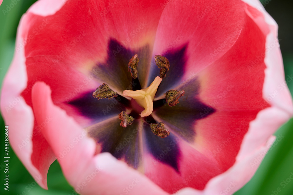 tulip Salmon Impression with beautiful colors close-up