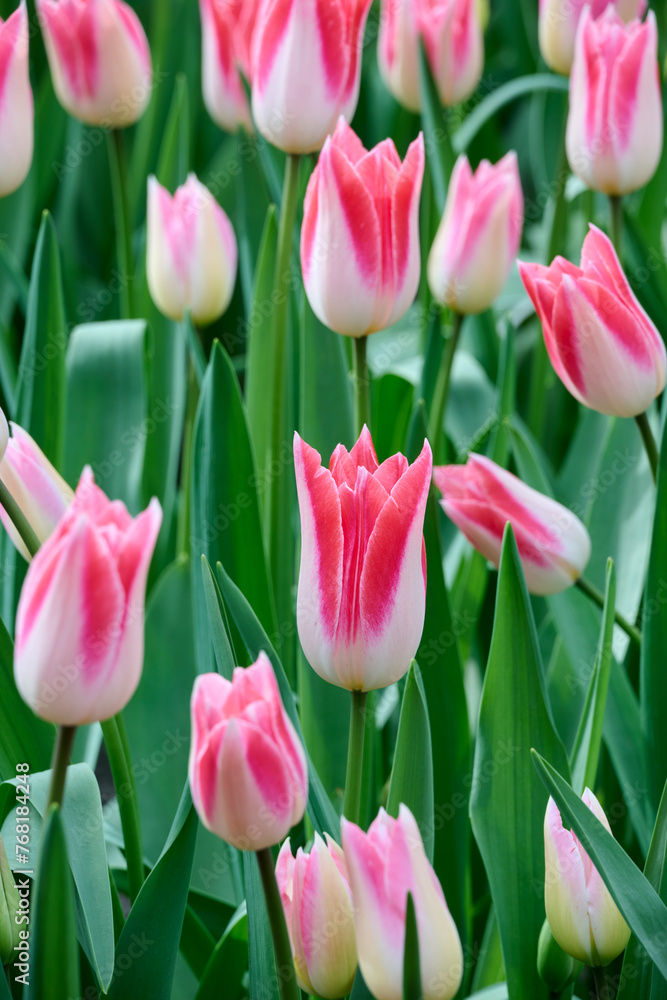 tulip Slawa, white with light and dark pink petals - obrazy, fototapety, plakaty 