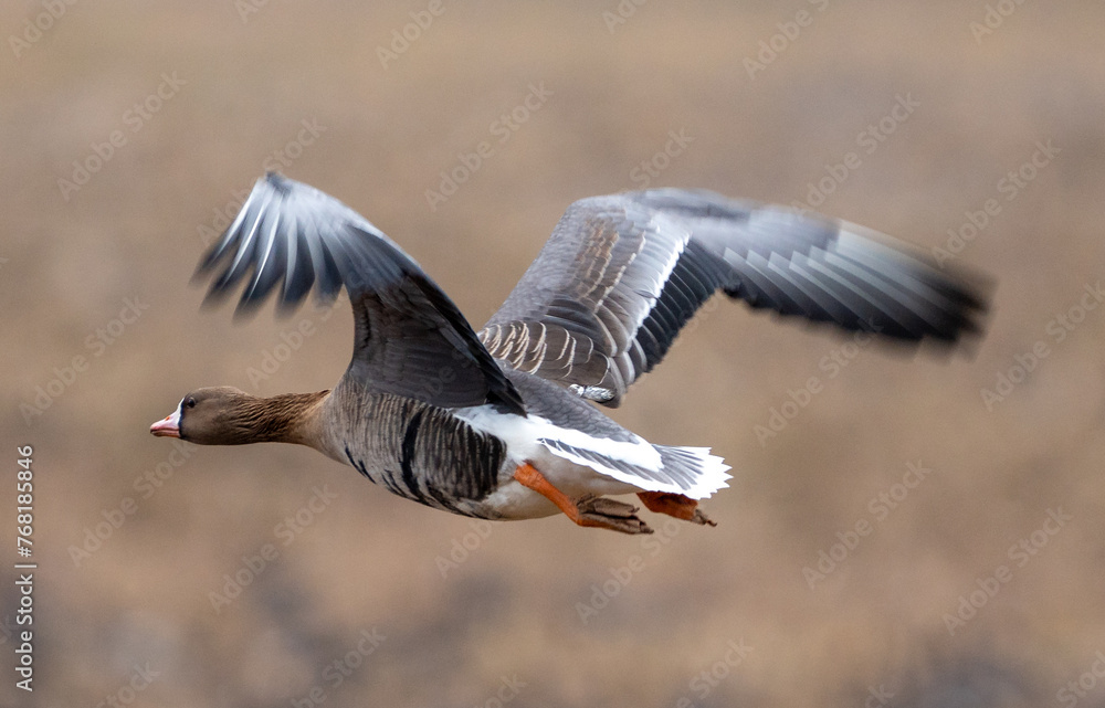 Greater white-fronted goose takes off from the field Greater white-fronted goose takes off from the field