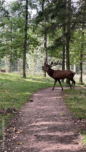 deer in the woods