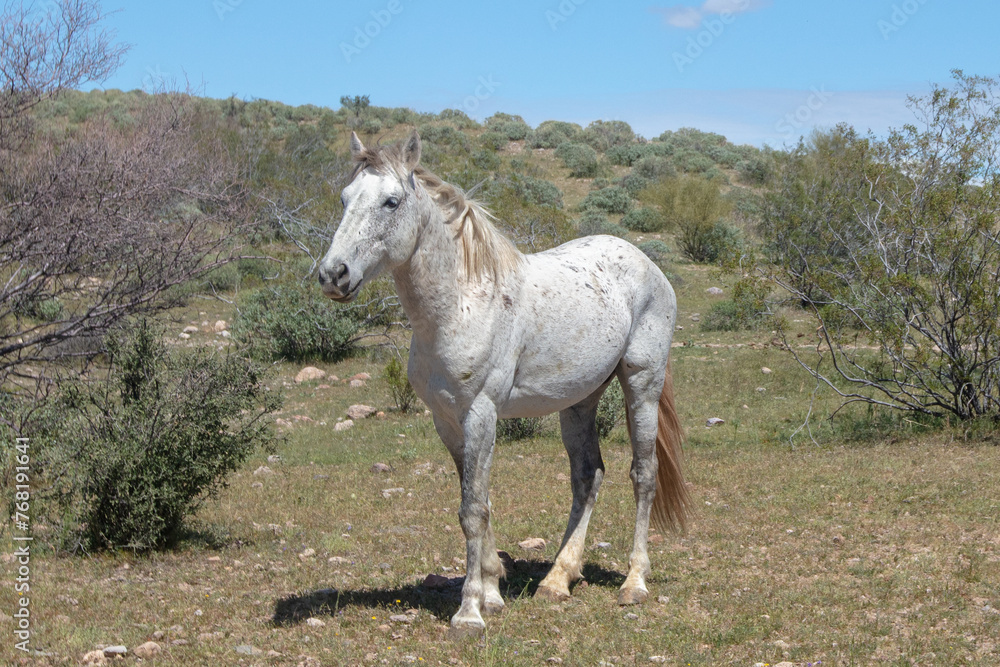 Obraz premium Lone white stallion wild horse in the Salt River wild horse management area near Scottsdale Arizona United States
