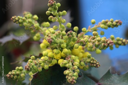mahonia, makro, kwiaty, wiosna