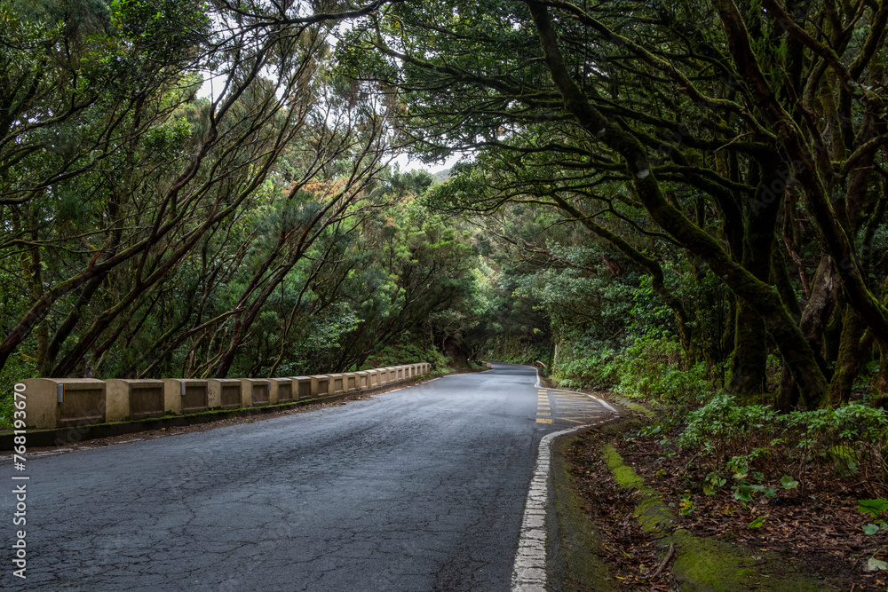 Fototapeta premium road in the woods on the mountain 