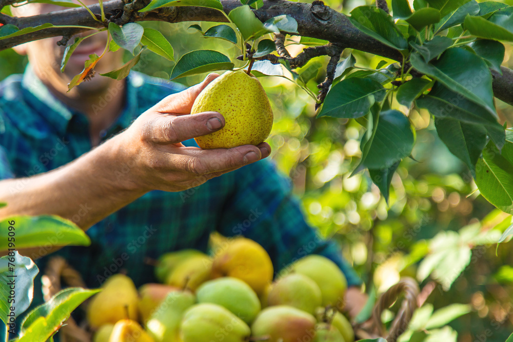 Pear harvest in the garden. Selective focus. Pear harvest in the garden. Selective focus.