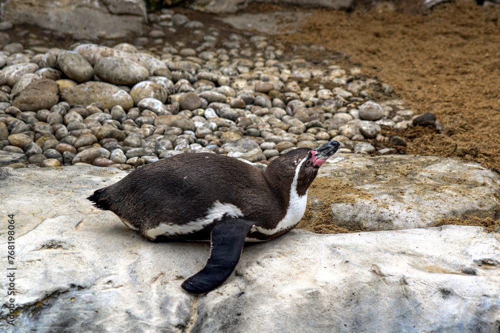 Naklejka premium Humboldt penguin on the rocks