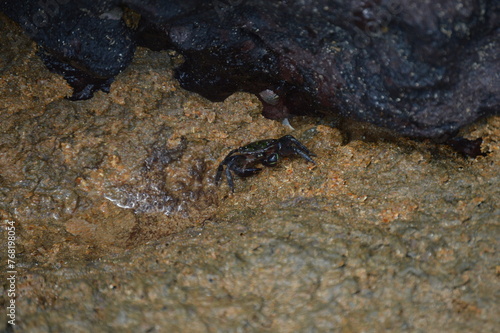 Small ocypode crab on the rocks and corals on the coast of Espirito Santo  © ninno