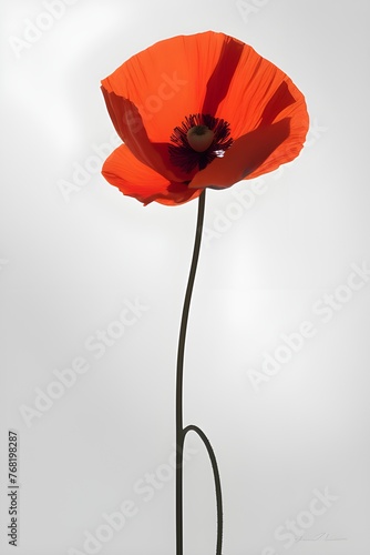 red poppy flower