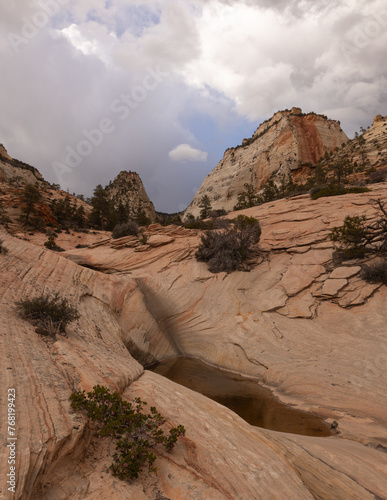 Принти на полотні High desert bushes grow from cracks in the layers of red sandstone that make up the mountains of Zion Nat