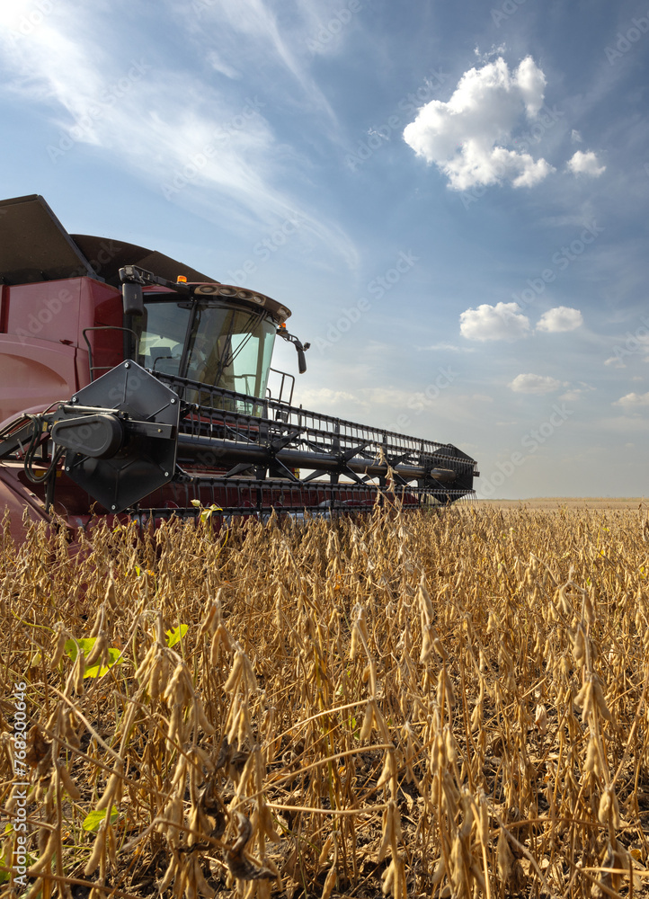 Fototapeta premium Harvesting combine in the wheat.