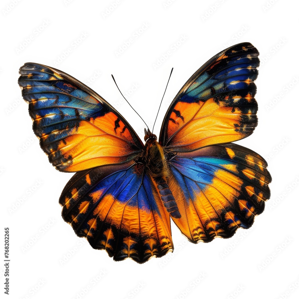 Butterfly on white background Butterfly on white background