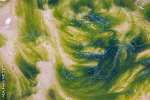 Fototapeta Naklejka Na Ścianę i Meble -  Beautiful pattern of green algae on sandy bottom of Baltic sea in shallow water, abstract background