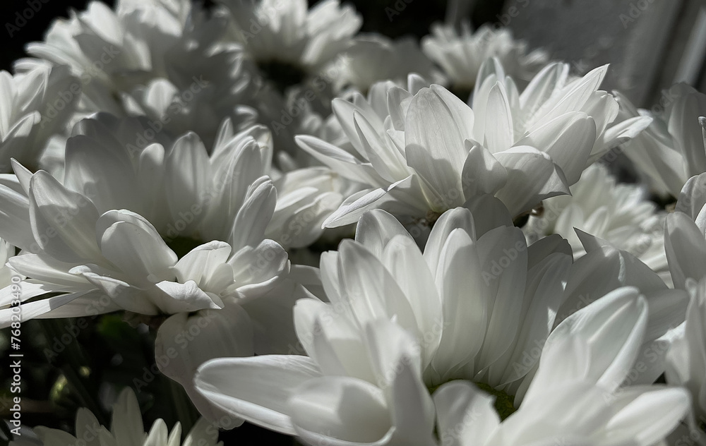 Fototapeta premium white flower