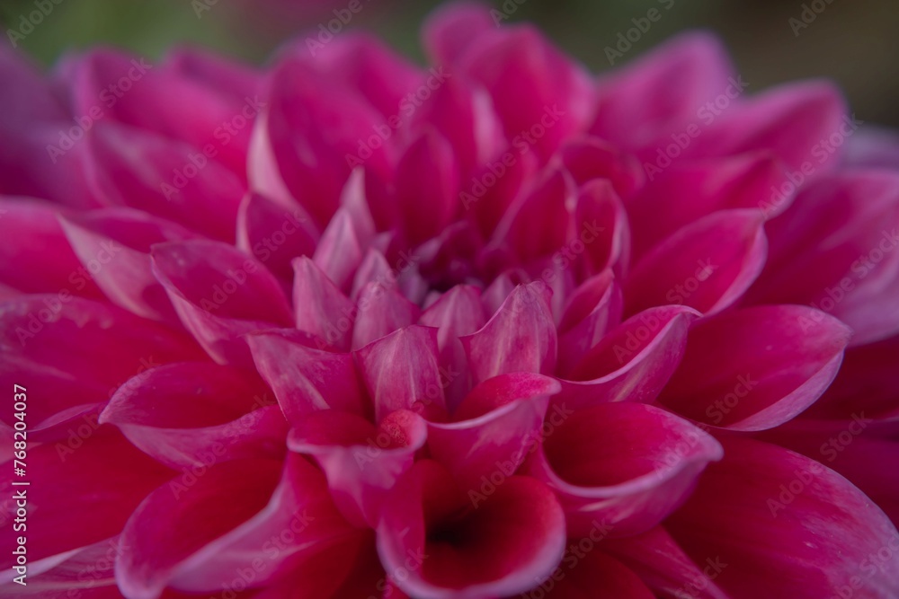 Macro photography invites you to see . Macro photography invites you to see .