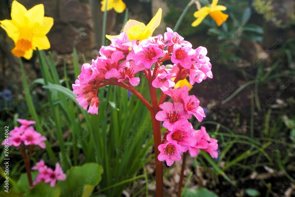 Fototapeta premium Blumenbeet mit pinken Blumen und gelben Narzissen vor alter brauner Backsteinmauer im Garten bei Sonne am Morgen im Frühling