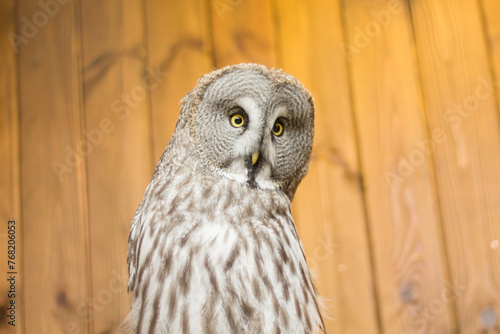 An owl looks at zoo visitors. zoo center with birds. Svetlogorsk zoo center. beautiful birds, nocturnal predators