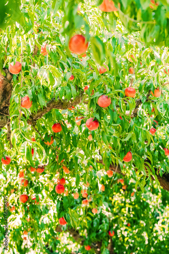 Ripe Nectarine / Peach Trees Canopy with Sunlight