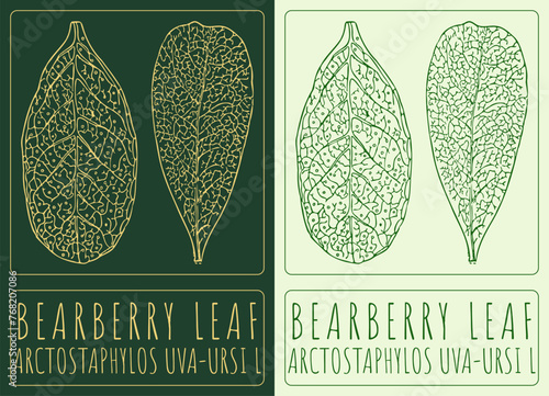 Vector drawing BEARBERRY LEAF. Hand drawn illustration. The Latin name is ARCTOSTAPHYLOS UVA-URSI L