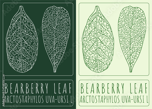 Drawing BEARBERRY LEAF. Hand drawn illustration. The Latin name is ARCTOSTAPHYLOS UVA-URSI L. photo