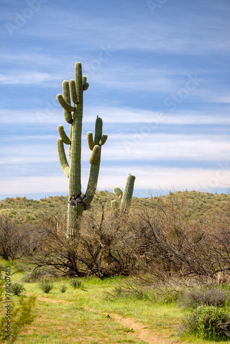 Saguaro cactus with blue cirrus cloud sky background in the Salt River desert area near Scottsdale Arizona United States