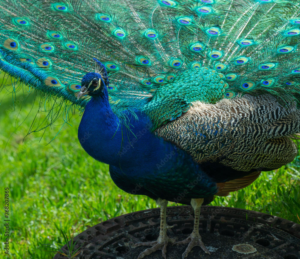 Fototapeta premium Peacock or Peafowl is also called Pavo cristatus.