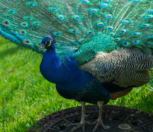 Peacock or Peafowl is also called Pavo cristatus.