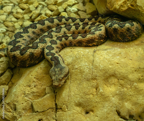 Horned Viper, Long-nosed Viper or Common Sand Adder (Vipera ammodytes).