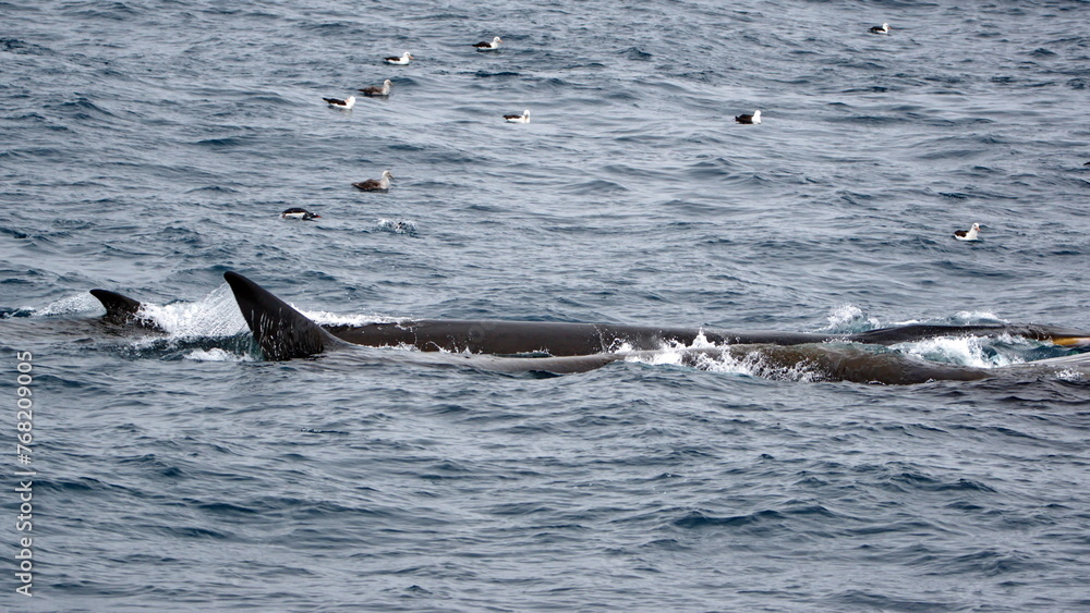 Obraz premium Fin whales (Balaenoptera physalus) feeding, surrounded by sea birds, off of Elephant Island, Antarctica