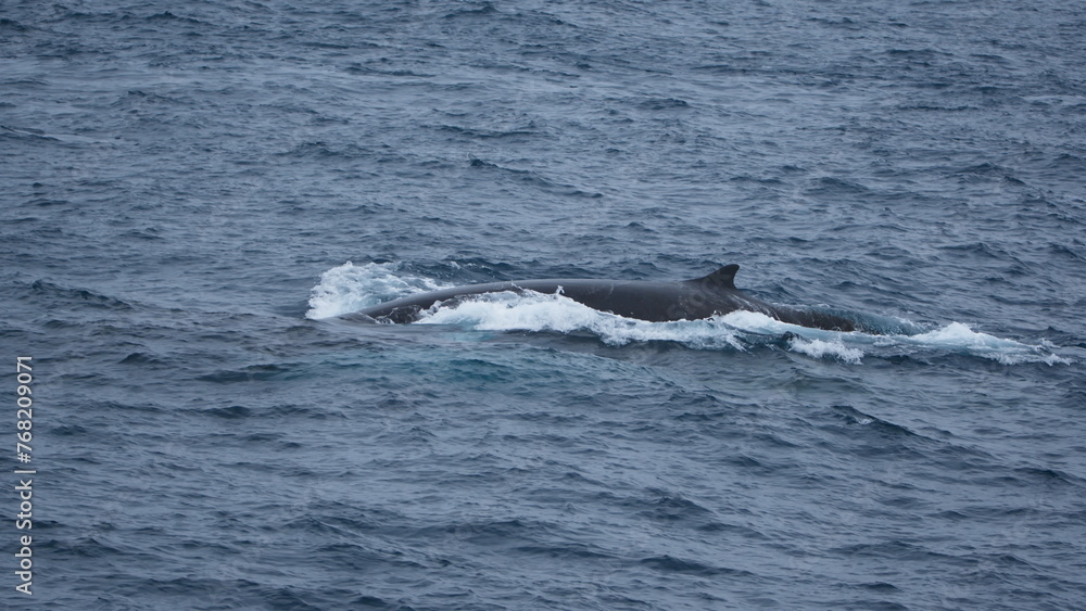 Obraz premium Fin whale (Balaenoptera physalus) swimming off of Elephant Island, Antarctica