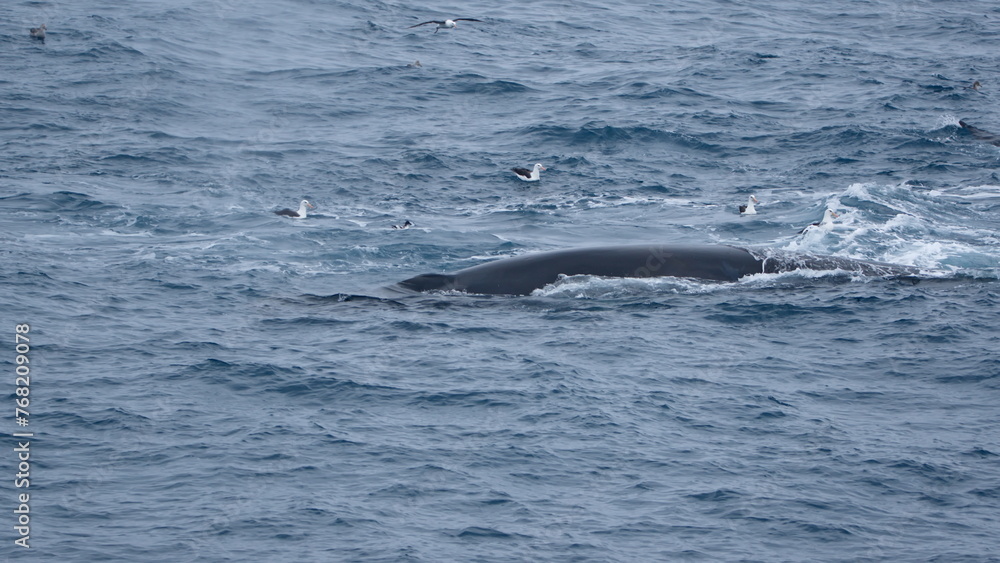 Obraz premium Fin whale (Balaenoptera physalus) swimming off of Elephant Island, Antarctica