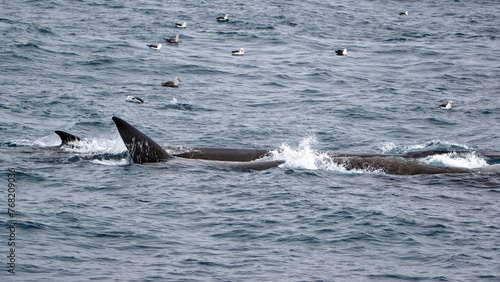 Fin whales (Balaenoptera physalus) feeding, surrounded by sea birds, off of Elephant Island, Antarctica