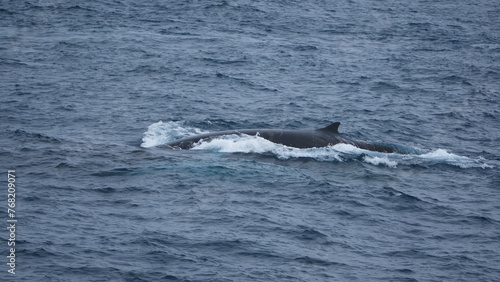 Fin whale (Balaenoptera physalus) swimming off of Elephant Island, Antarctica