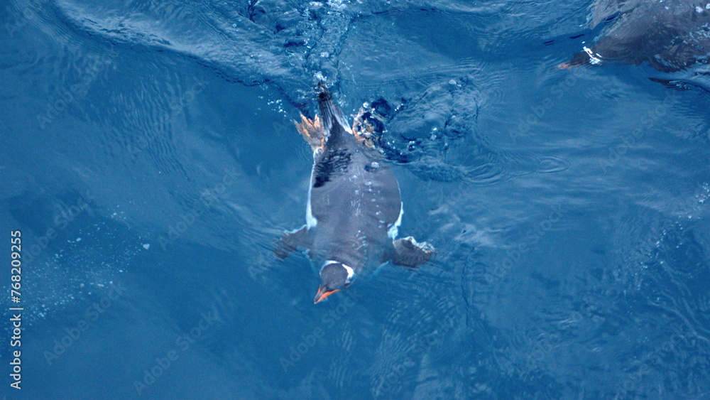 Obraz premium Gentoo penguin (Pygoscelis papua) swimming off of Elephant Island, Antarctica